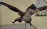 Dinosaurus sa četiri krila zbunio naučnike (VIDEO)