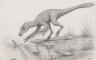 Dinosaur koji je čekao kraj vode: Priča o novom patagonskom predatoru Kank australis