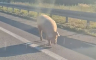 Dvije svinje na putu kod naplatnih kućica nadomak Banjaluke (VIDEO)