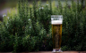 Koje cvijeće voli pivo? Sipajte malo u saksiju i gledajte moćnu promjenu