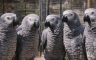 Papagaji psovali posjetioce zoo-vrta, pa se smijali svojim šalama (FOTO)
