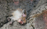 Punch proslavlja prvi rođendan, čestitke stižu iz cijelog svijeta