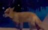 Lisica ušla u baštu kafića u Banjaluci, sve snimljeno kamerom (VIDEO)