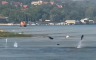 Nevjerovatan prizor na Dunavu: Ribe iskakale iz vode kao da lete (VIDEO)