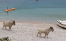 Neobičan prizor na Visu: Stado koza divljalo na plaži