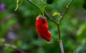 Paprika u ključnoj fazi razvoja: Kako očuvati prinos i kvalitet?
