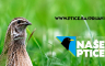 Pismo čitalaca: Stop krivolovu na prepelicu