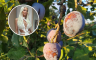 Jelena Karleuša nastupa na Danima šljive, voćarima nije do pjesme