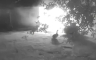 Guska spasila porodicu i postala heroj (VIDEO)