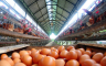 Od male farme do 2.800 koka: Kod nas se sve radi suprotno
