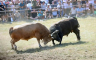 Na Manjači održana bodljavina bikova (FOTO)