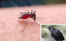 Virus Zapadnog Nila u Zagrebu, dvoje na intenzivnoj: Kako se zaštititi