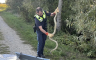Žena tokom šetnje kod Dunava ugledala anakondu dugu više od 2 metra