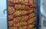 Spriječen nezakonit uvoz 4.500 kilograma mandarina iz Hrvatske