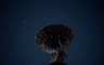Požar izbio na Starlink stanici u Poljskoj, vlasti sumnjaju na sabotažu