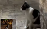 Snimak mačke koja dovodi goste u kafić u Budvi osvojio internet (VIDEO)