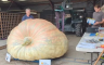 Čudo iz Engleske: Bundeva teška skoro 1.300 kg (VIDEO)