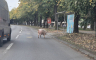 Svinja prošetala banjalučkim naseljem