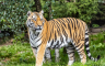 Tigar usmrtio muškarca: Park zatvoren četvrti dan