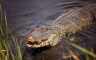 Aligator ubio muškarca dok je pecao na Floridi