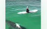 Ogromna bijela ajkula prišla surferu s leđa: Sve snimio dron (VIDEO)
